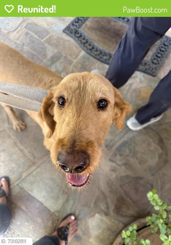 Reunited Female Dog last seen Hayden and McDonald, Scottsdale, AZ 85250