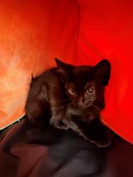 Shelter Stray Male Cat last seen Near BLOCK 19TH COLORADO/OLYMPIC, 1640 9th St, Santa Monica, CA 90404, USA
