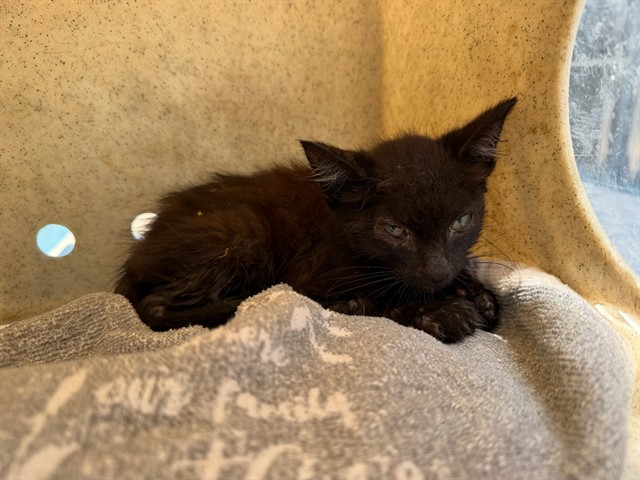 Shelter Stray Male Cat last seen , 4275 Elton St, Baldwin Park, CA 91706, USA
