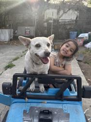 Reunited Female Dog last seen Near W 113th St, Los Angeles, CA 90061, USA, Los Angeles, CA 90061