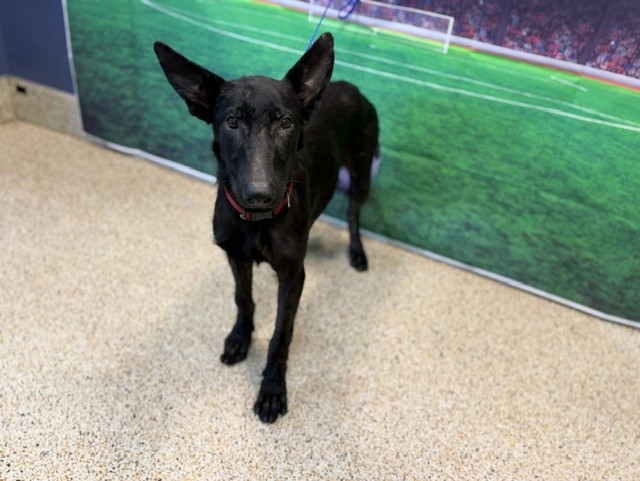 Shelter Stray Female Dog last seen Near BLOCK AVE SW KROME ST, 3599 NW 79th Ave, Doral, FL 33122, USA