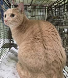 Shelter Stray Female Cat last seen , 1850 W 60th St, Los Angeles, CA 90047, USA
