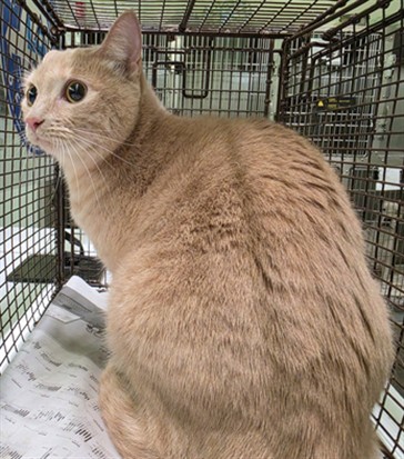 Shelter Stray Female Cat last seen , 1850 W 60th St, Los Angeles, CA 90047, USA