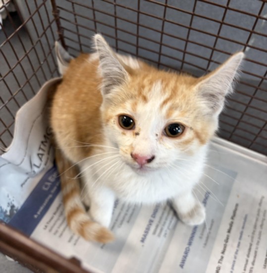 Shelter Stray Male Cat last seen , 11361 W Pico Blvd, Los Angeles, CA 90064, USA
