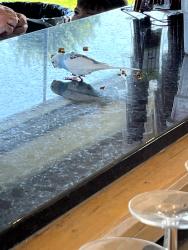 Found/Stray Unknown Bird last seen Aurora country club, Aurora, IL 60506