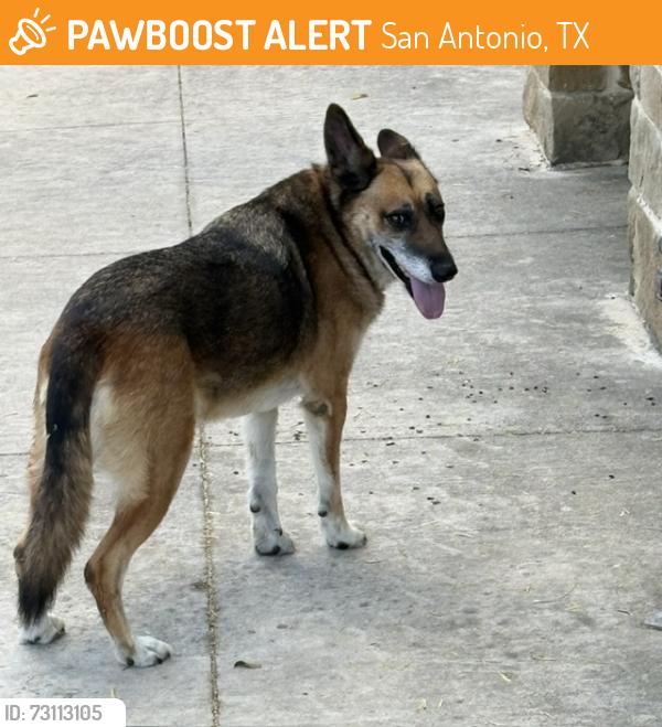 Found/Stray Unknown Dog last seen Pleasenton Rd trailhead on the riverwalk trail, San Antonio, TX 78221