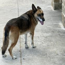 Found/Stray Unknown Dog last seen Pleasenton Rd trailhead on the riverwalk trail, San Antonio, TX 78221