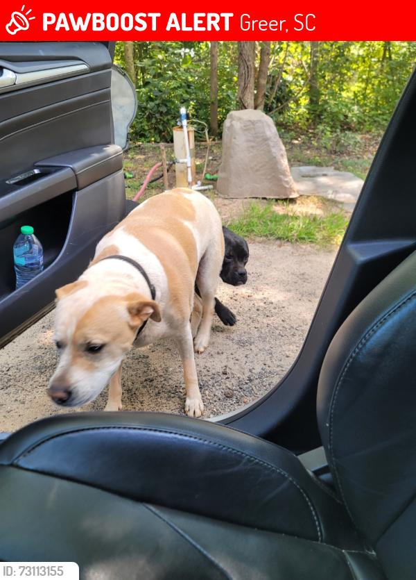 Lost Male Dog last seen Jug Factory Rd Greer, Greer, SC 29651