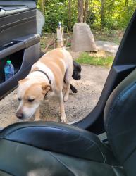 Lost Male Dog last seen Jug Factory Rd Greer, Greer, SC 29651