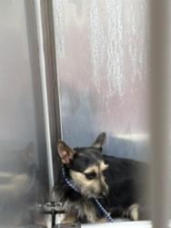 Shelter Stray Unknown Dog last seen ALAMANCE COUNTY, 221 Stone Quarry Rd, Burlington, NC 27217, USA