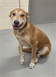 Shelter Stray Female Dog last seen HESTER SANFORD FL, 232 Eslinger Way, Sanford, FL 32773, USA