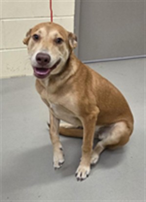 Shelter Stray Female Dog last seen HESTER SANFORD FL, 232 Eslinger Way, Sanford, FL 32773, USA