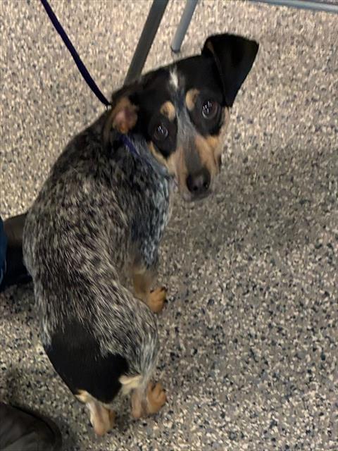 Shelter Stray Female Dog last seen 104TH & COLORADO BLVD, 12155 Park Blvd, Brighton, CO 80601, USA