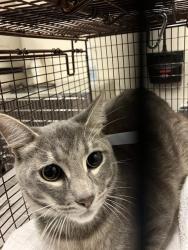 Shelter Stray Male Cat last seen Near BLOCK SAN FRANCISCO AVE, LONG BEACH CA, 7700 E Spring St, Long Beach, CA 90815, USA
