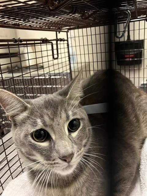 Shelter Stray Male Cat last seen Near BLOCK SAN FRANCISCO AVE, LONG BEACH CA, 7700 E Spring St, Long Beach, CA 90815, USA