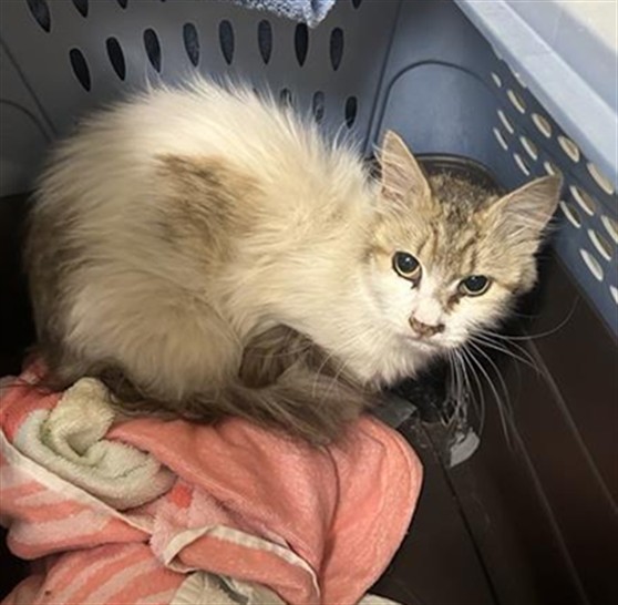 Shelter Stray Female Cat last seen MOSSY BANK DR & WATERWHEEL DR, 2127 Front St, Sacramento, CA 95818, USA