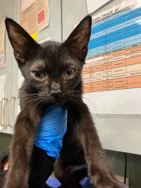 Shelter Stray Male Cat last seen Near BLOCK WEST BEAVER STREET LOT #77, 2020 Forest St, Jacksonville, FL 32204, USA