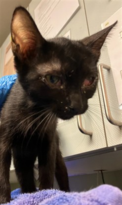 Shelter Stray Female Cat last seen Near BLOCK WEST BEAVER STREET LOT #77, 2020 Forest St, Jacksonville, FL 32204, USA