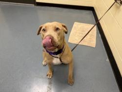 Shelter Stray Female Dog last seen Near BLOCK W BAYAUD AVE, DENVER CO 80223, 1241 W Bayaud Ave, Denver, CO 80223, USA