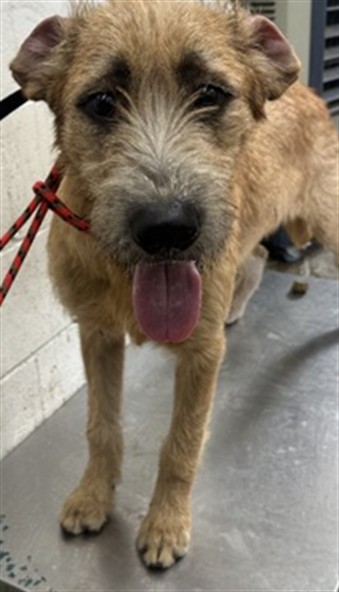 Shelter Stray Male Dog last seen 14TH ST X SEPULVEDA, 333 Chandler Pl, San Bernardino, CA 92408, USA