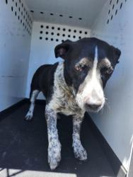 Shelter Stray Male Dog last seen Near BLK DROITWICH SPA ST,BAKERSFIELD,CA, 201 S Mt Vernon Ave, Bakersfield, CA 93307, USA