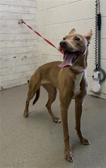 Shelter Stray Female Dog last seen E DATE ST X DEL ROSA AVE, 333 Chandler Pl, San Bernardino, CA 92408, USA