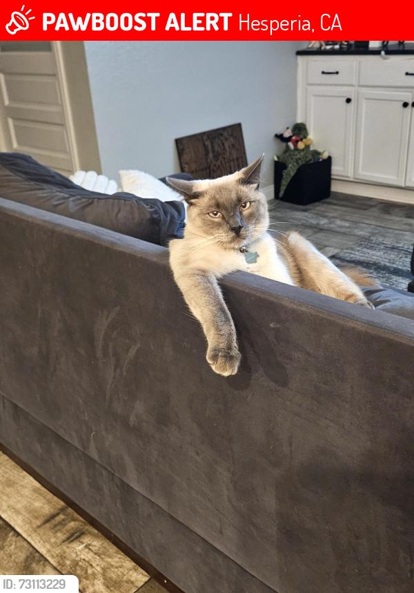 Lost Male Cat last seen Cottonwood/Cromdale st, Hesperia, CA 92345