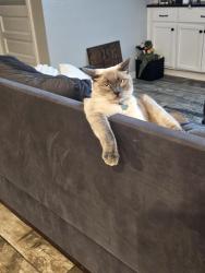 Lost Male Cat last seen Cottonwood/Cromdale st, Hesperia, CA 92345