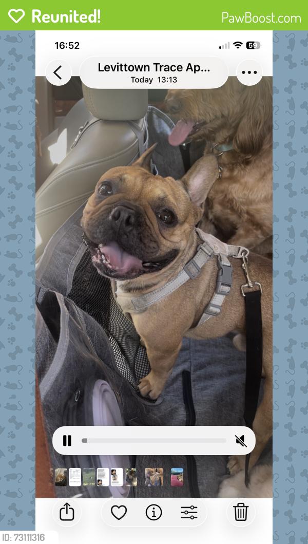 Reunited Male Dog last seen Pulaski Strret, Philadelphia, PA 19144