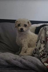 Reunited Female Dog last seen Near Forest Ave, Memphis, TN 38104, USA, Memphis, TN 38104