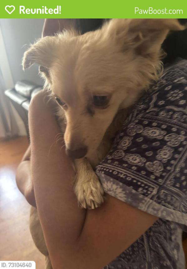 Reunited Female Dog last seen Garey and Holt, Pomona, CA 91767