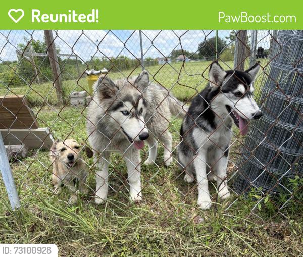 Reunited Male Dog last seen Oil Well Road & De Soto Blvd, Rural Estates, FL 34120