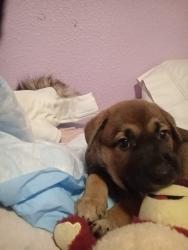 Reunited Female Dog last seen Near 107-43 County Rd 5024, Cleveland, TX 77327, Cleveland, TX 77327