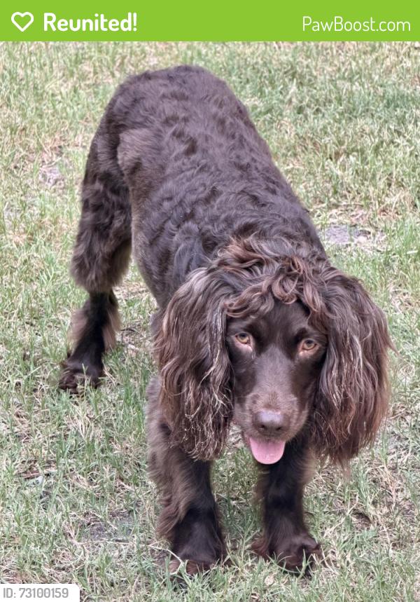 Reunited Male Dog last seen Pine ridge dairy rd, Fruitland Park, FL 34731