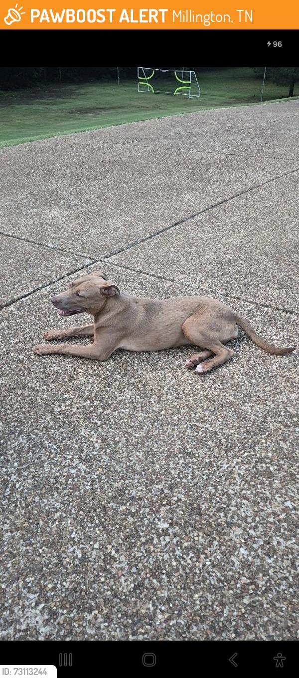 Found/Stray Female Dog last seen Mudville and Kerr-Rosemark, Millington, TN 38053
