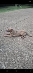 Found/Stray Female Dog last seen Mudville and Kerr-Rosemark, Millington, TN 38053