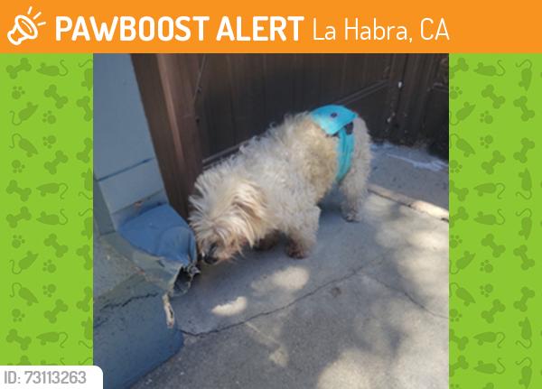Found/Stray Unknown Dog last seen Macy/Canfield Dr, La Habra, CA 90631