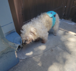 Found/Stray Unknown Dog last seen Macy/Canfield Dr, La Habra, CA 90631