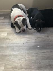 Lost Male Dog last seen Joy rd. Evergreen, Detroit, MI 48223
