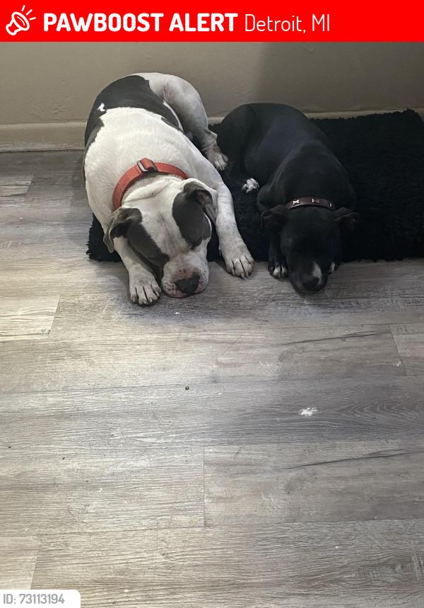 Lost Male Dog last seen Joy rd. Evergreen, Detroit, MI 48223