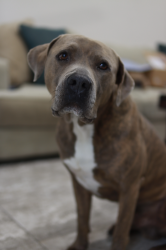 Reunited Male Dog last seen Westhollow Park near Westpark and Village Gate Dr, Houston, TX 77082