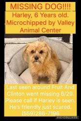 Lost Male Dog last seen Fruit and Clinton, Fresno, CA 93705