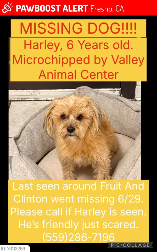 Lost Male Dog last seen Fruit and Clinton, Fresno, CA 93705