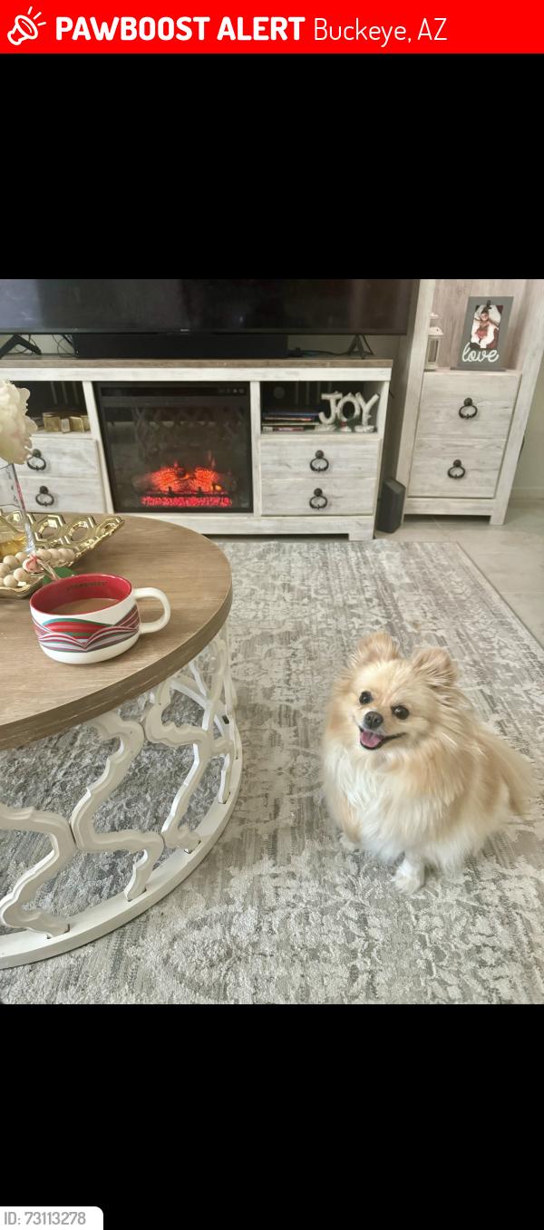 Lost Female Dog last seen Village at sundance, Buckeye, AZ 85236