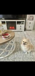 Lost Female Dog last seen Village at sundance, Buckeye, AZ 85236