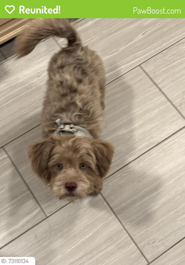Reunited Male Dog last seen Old Houston Rd, Conroe, TX 77302