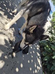 Reunited Male Dog last seen Near Sherman Ave, Monrovia, CA 91016, USA, Monrovia, CA 91016