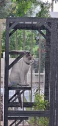Lost Male Cat last seen Fairways cndmniums 1678 Tam O Shanter Plaza, Palm Springs, CA, 92264, Palm Springs, CA 92264