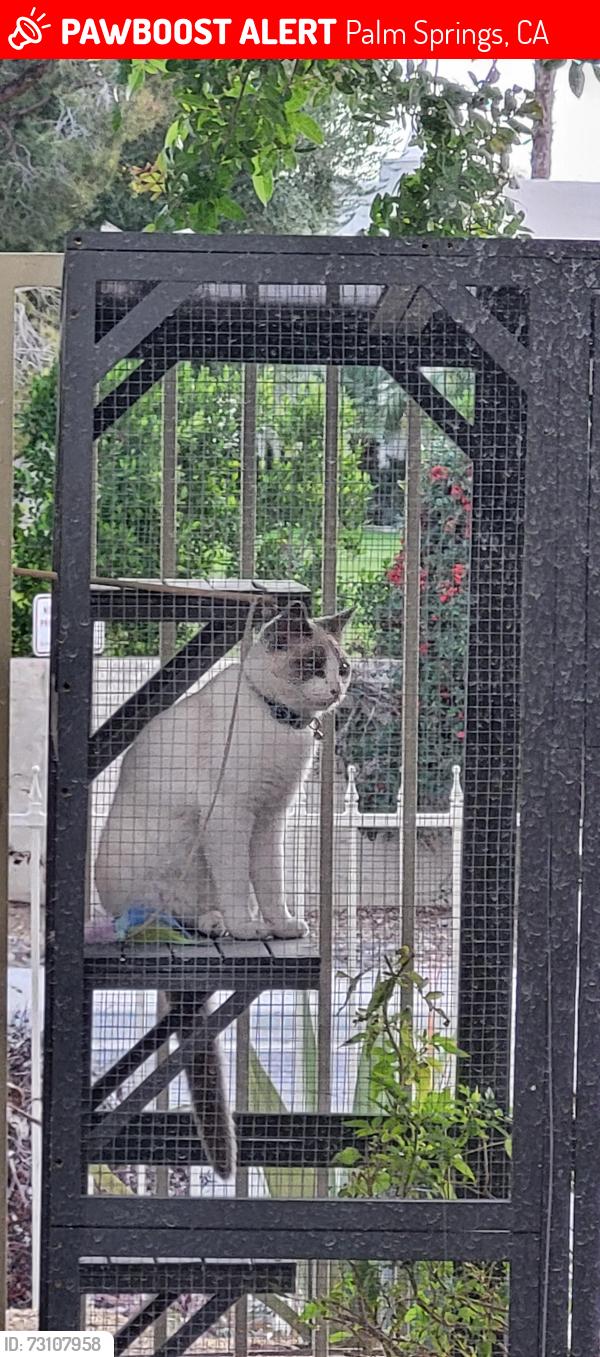 Lost Male Cat last seen Fairways cndmniums 1678 Tam O Shanter Plaza, Palm Springs, CA, 92264, Palm Springs, CA 92264