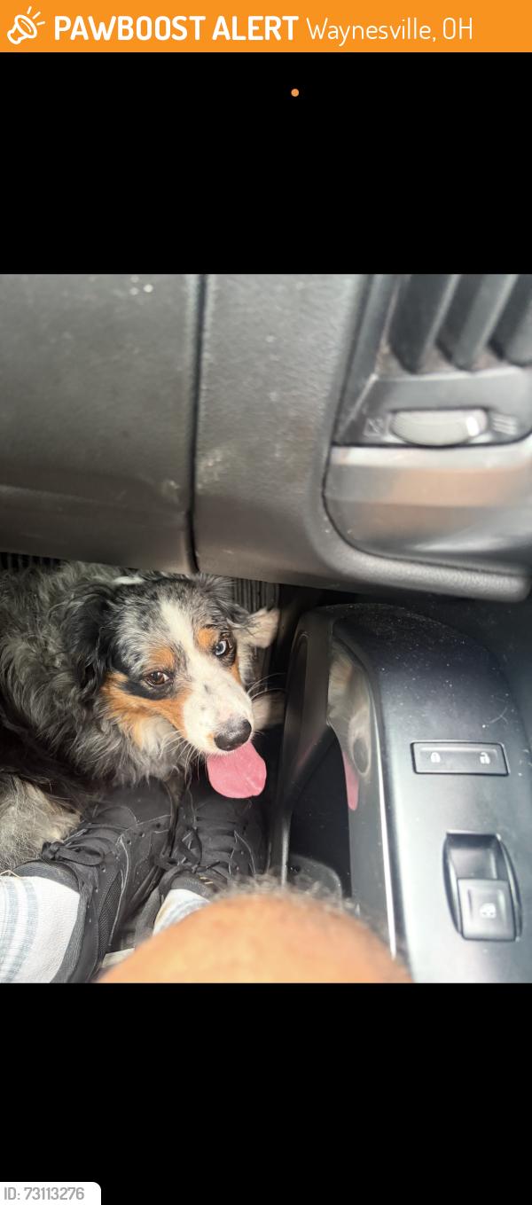 Found/Stray Unknown Dog last seen Highway, Waynesville, OH 45068